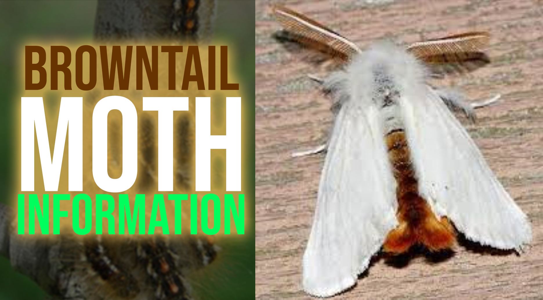 Browntail Moth Info