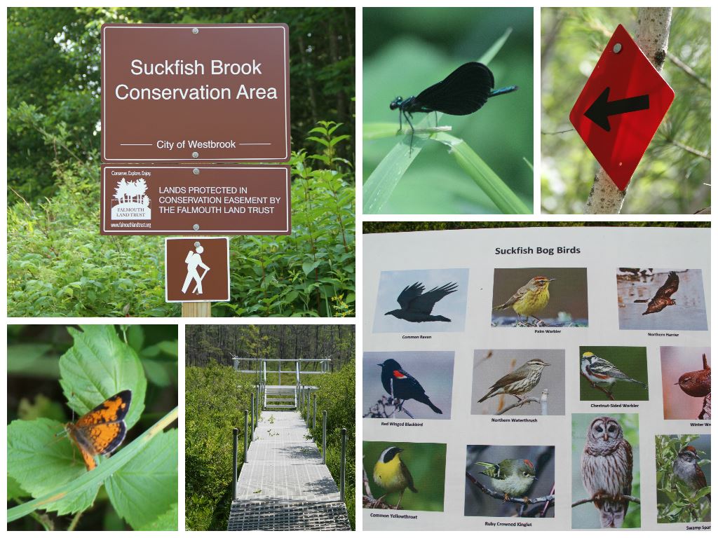 Suckfish Brook Conservation Animals and Signs