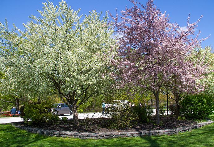 Two trees with brightly colored leaves next to a walkway