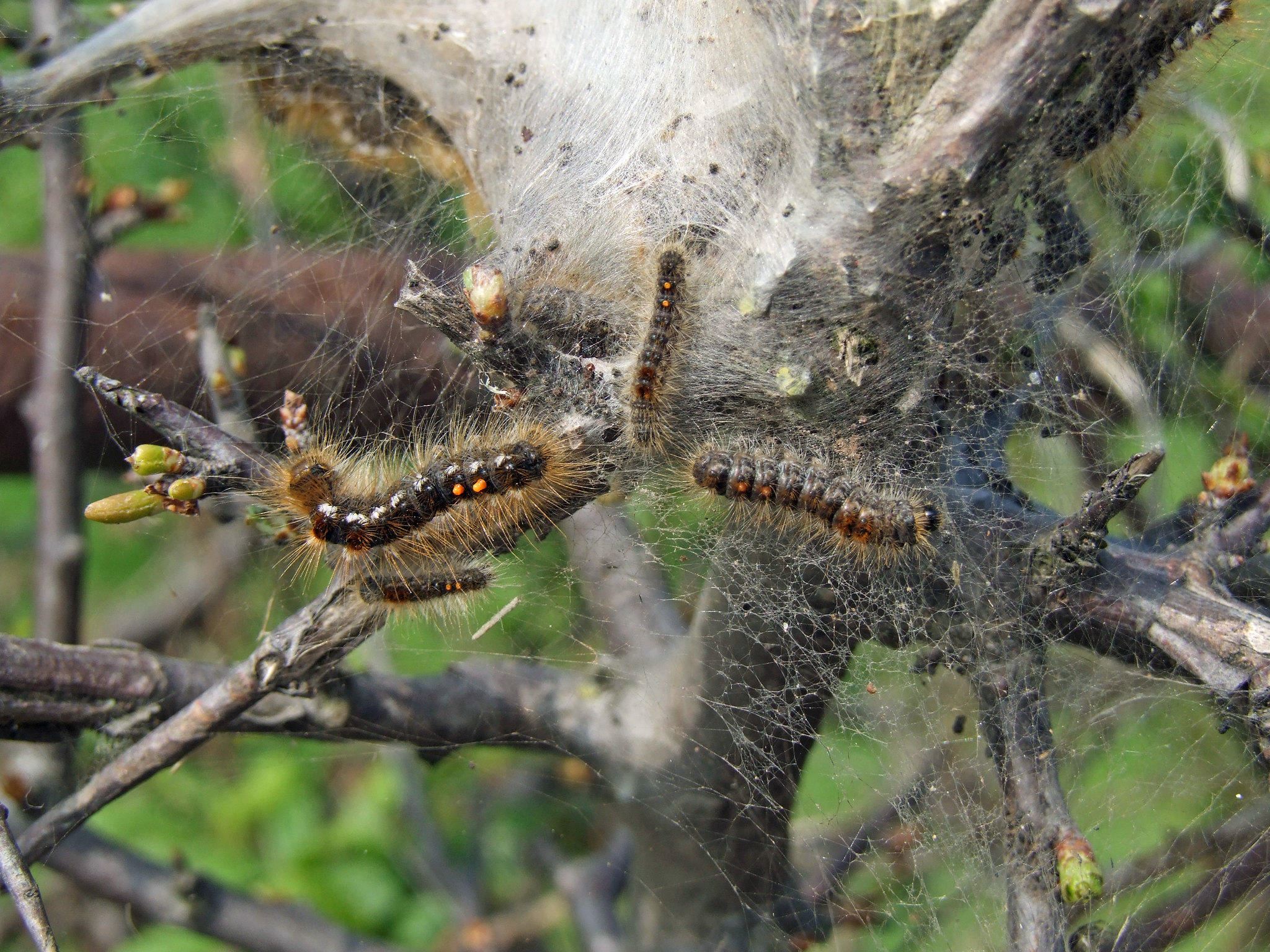 Brown Tail Moth