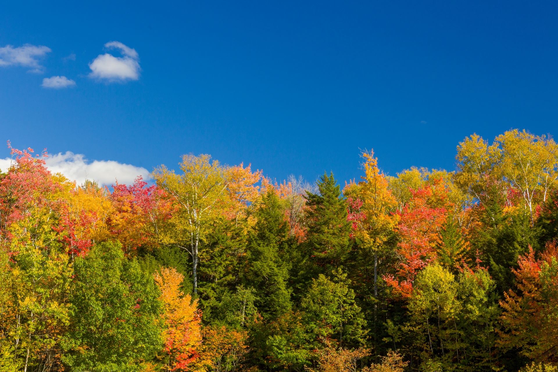 Trees with Fall Leaves